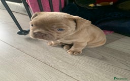 French Bulldog dogs for sale: 4 French bull dogs puppies  - Image 16