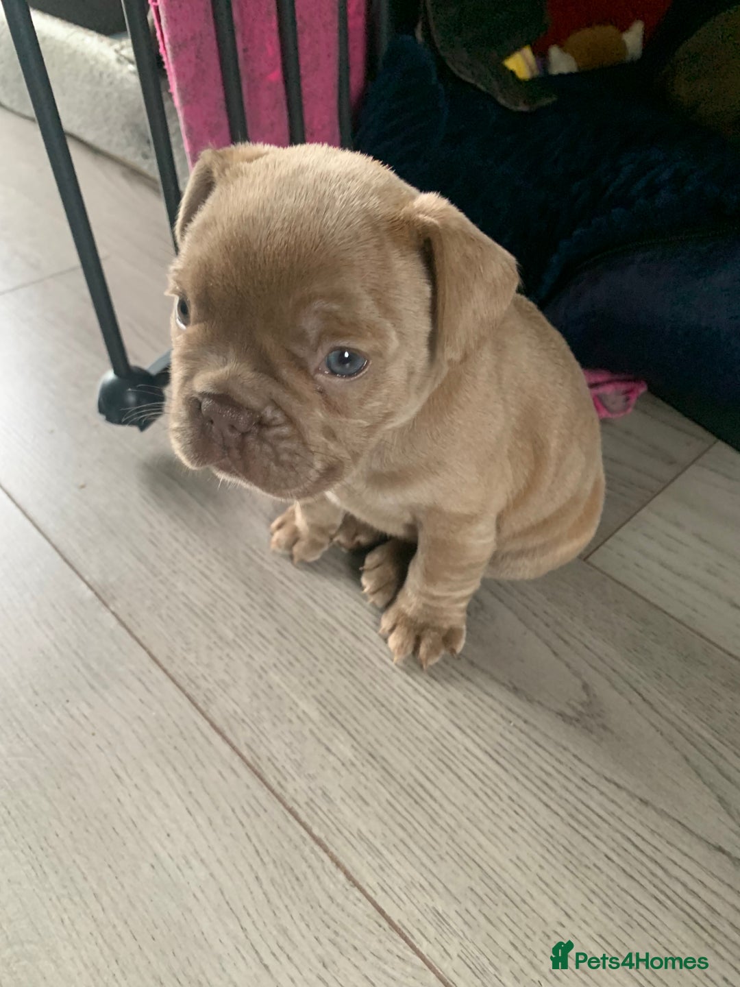 French Bulldog dogs for sale: 4 French bull dogs puppies  - Image 16