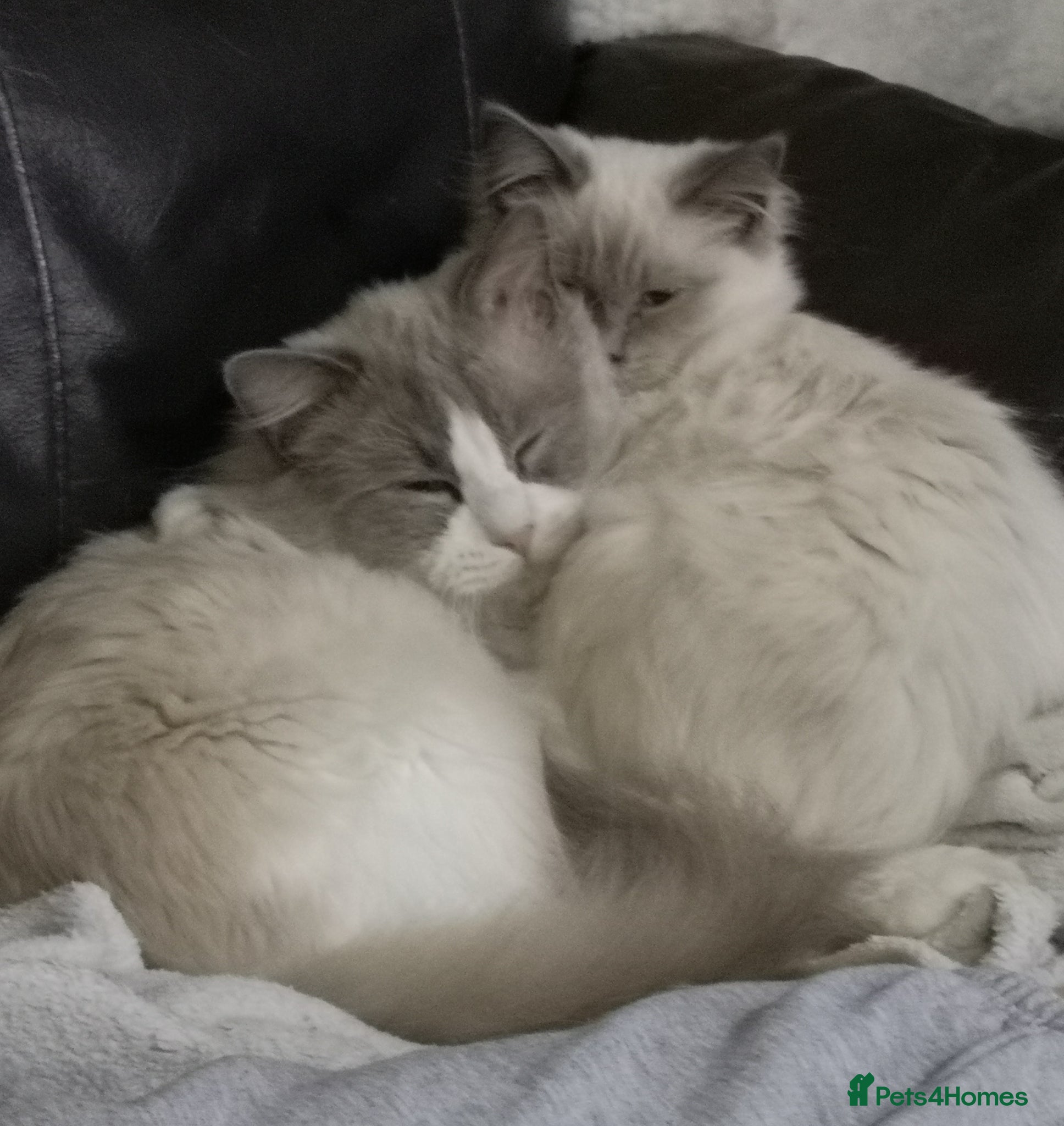 Ragdoll cats GCCF registered Ragdol kittens  - Advert 1