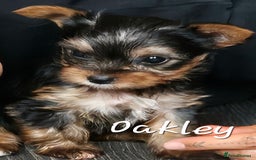 Yorkshire Terrier dogs for sale: miniature toy yorkie pups - Image 20