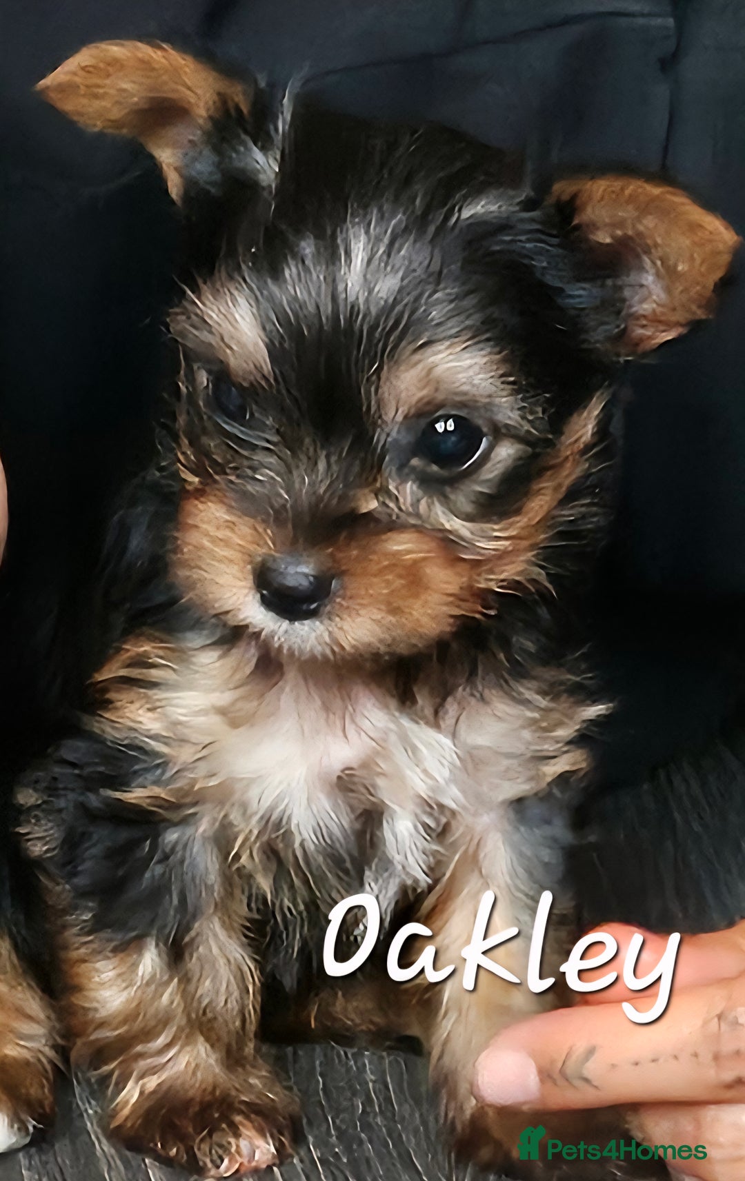 Yorkshire Terrier dogs for sale: miniature toy yorkie pups - Image 20
