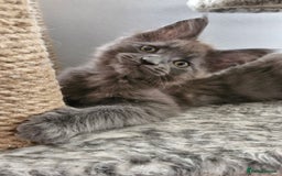 Maine Coon cats for sale: Little adorable kitten looking for new home  - Image 9