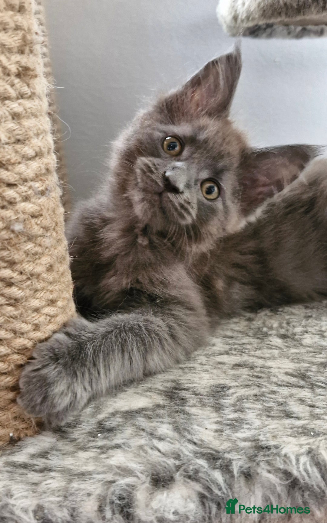 Maine Coon cats for sale: Little adorable kitten looking for new home  - Image 9