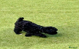 Cockapoo dogs for sale: 3 fluffy miniature cockpoo puppy’s  - Image 25