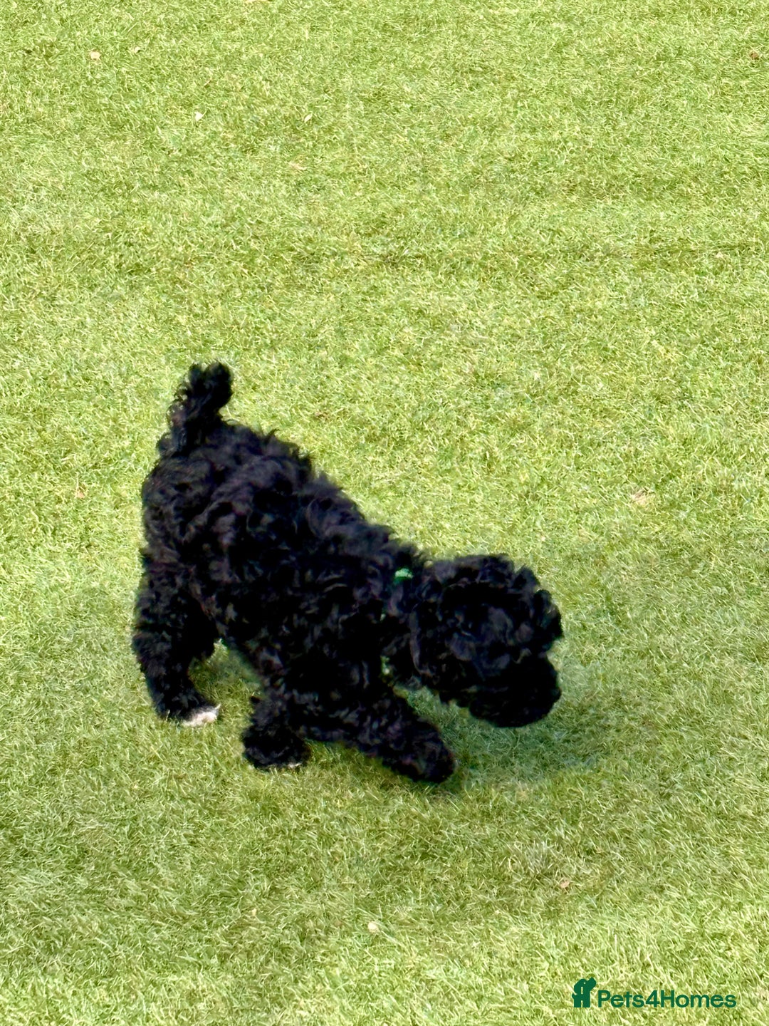 Cockapoo dogs for sale: 3 fluffy miniature cockpoo puppy’s  - Image 25
