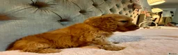 Cockapoo dogs for sale: Adorable Toy Cockapoos (F1b) - Advert 20