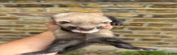 Ferret rodents for sale: Ferret kits  - Advert 6