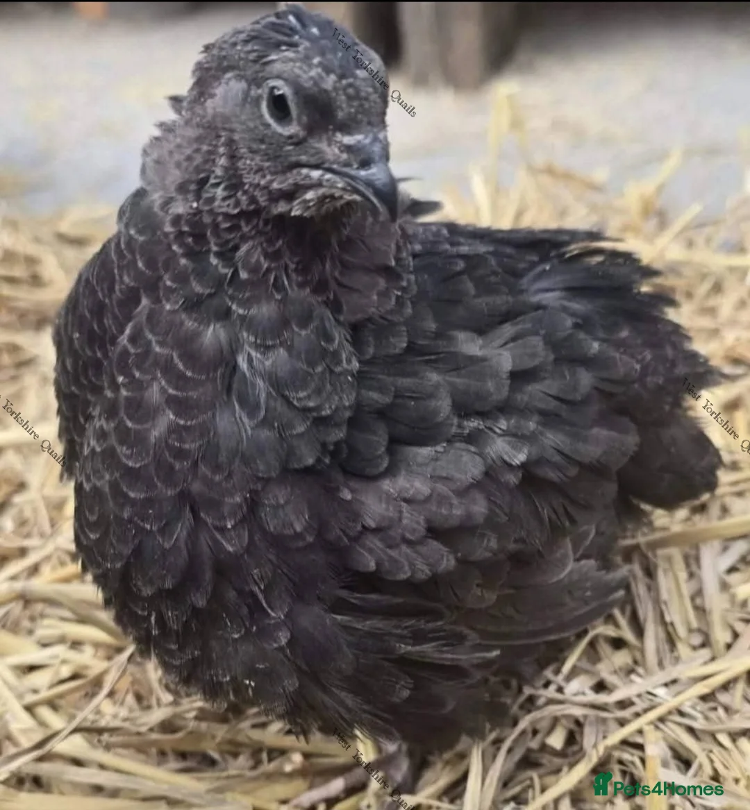 Quail poultry for sale: Coturnix Quail  hatching eggs Japanese  - Advert 5