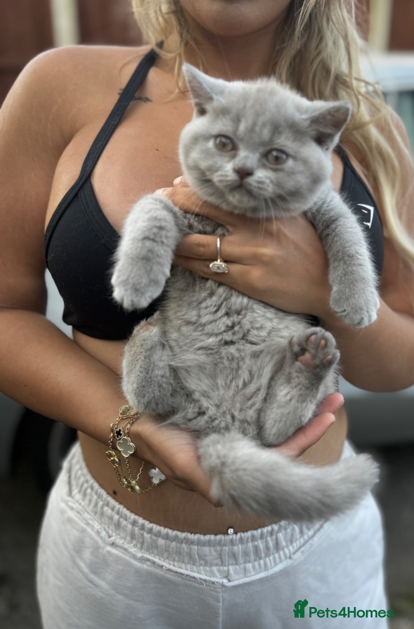 British Shorthair cats 3 British shorthair girls - Advert 1
