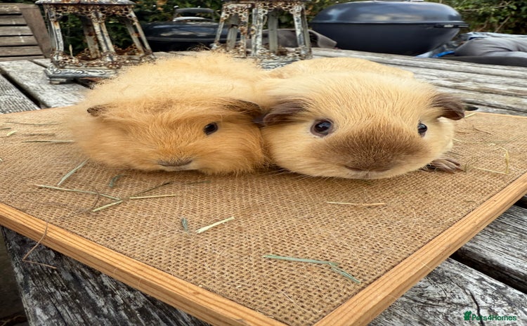 Guinea Pig rodents - Advert 17