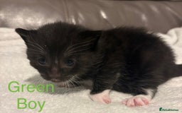 Mixed Breed cats for sale: Only Two Adorable Kittens Left! - Image 3