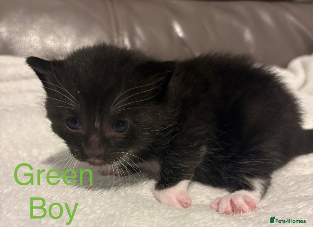 Mixed Breed cats for sale: Only Two Adorable Kittens Left! - Image 3