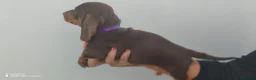 Dachshund dogs for sale: Pra Clear Minature Daushaund Puppies  - Advert 15