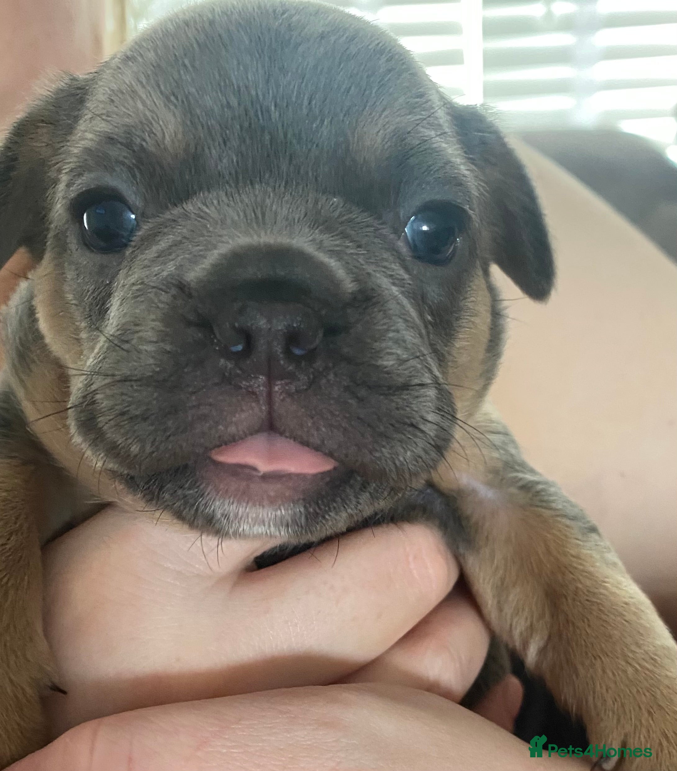 French Bulldog dogs 🐶 🐾 3 BEAUTIFUL FLUFFY CARRIERS FRENCHIES 🐾 🐶 - Advert 4