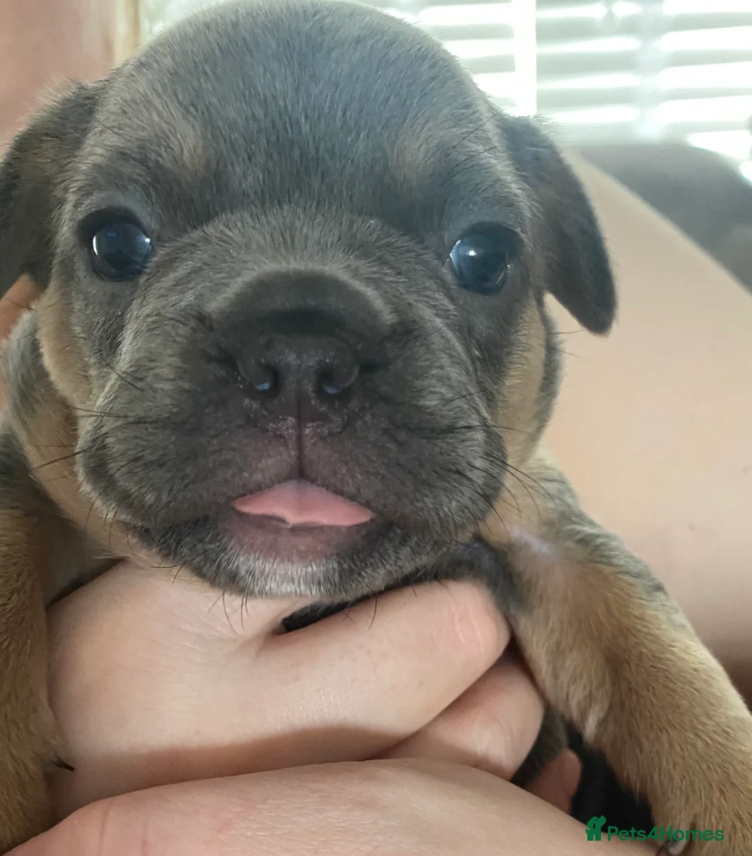 French Bulldog dogs for sale: 🐶 🐾 3 BEAUTIFUL FLUFFY CARRIERS FRENCHIES 🐾 🐶 - Advert 1