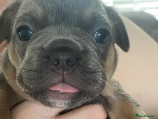 French Bulldog dogs 🐶 🐾 3 BEAUTIFUL FLUFFY CARRIERS FRENCHIES 🐾 🐶 - Advert 4