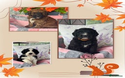 Saint Bernard dogs for sale: F1 last 1 girl left st doodles puppies for sale - Image 8
