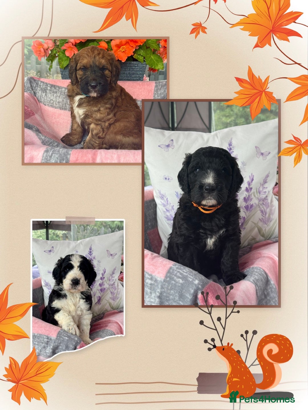 Saint Bernard dogs for sale: F1 last 1 girl left st doodles puppies for sale - Image 8