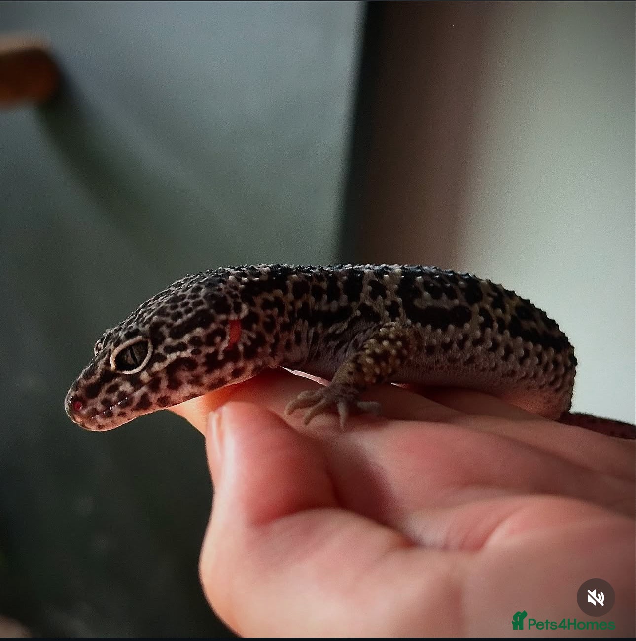 Mixed Breed reptiles Reptiles for sale  - Advert 17