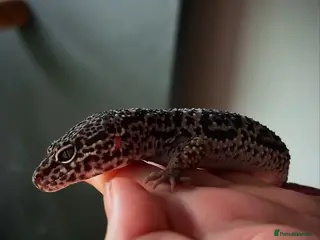 Mixed Breed reptiles Reptiles for sale - Advert 17