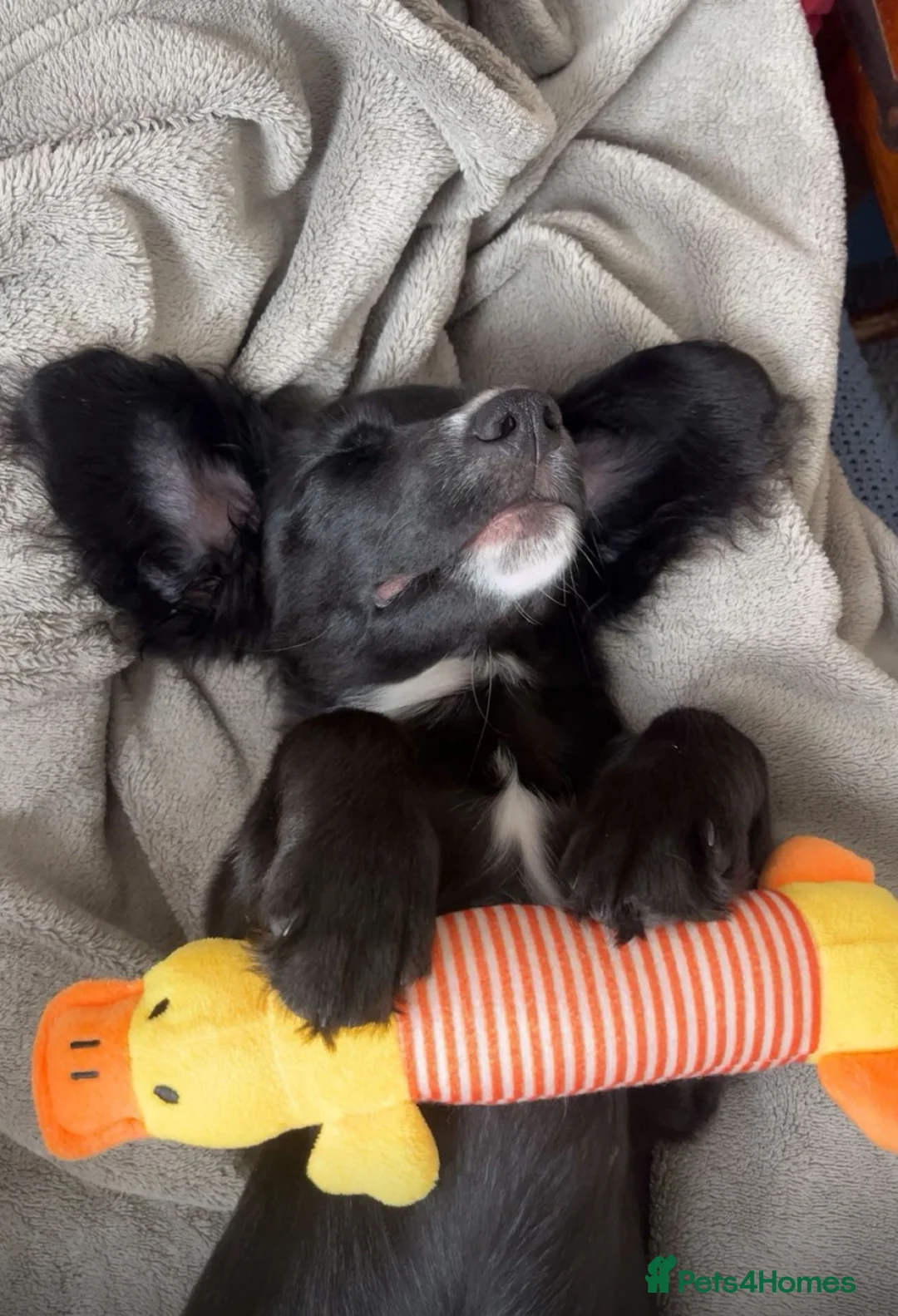 Cockapoo dogs for sale: Rocky in Glasgow - Advert 6