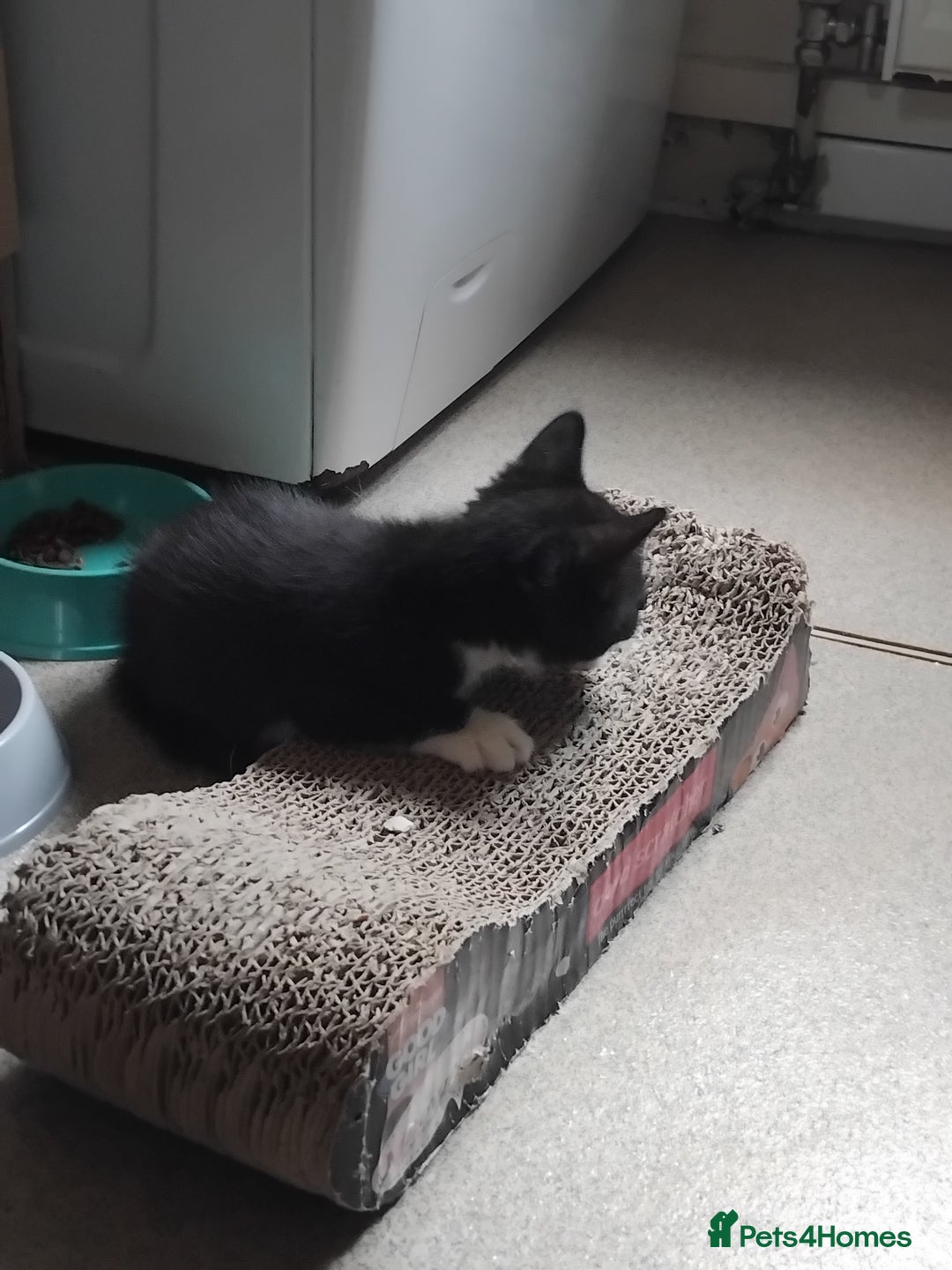Mixed Breed cats for sale: 1 gorgeous female bengal x kitten for sale. - Image 9