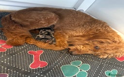 Labradoodle dogs for sale: Miniature labradoodle puppies  - Image 16