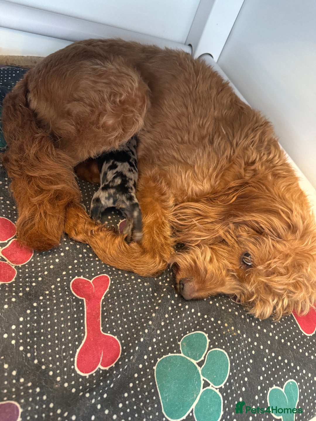 Labradoodle dogs for sale: Miniature labradoodle puppies  - Image 16