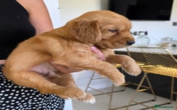 Golden Retriever dogs for sale: Dark Working Golden Retriever puppies  - Image 14