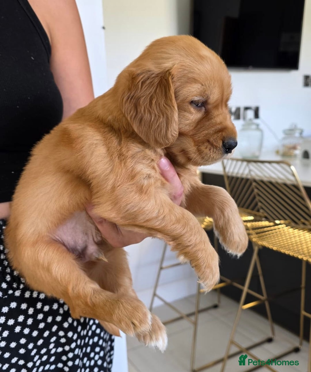 Golden Retriever dogs for sale: Dark Working Golden Retriever puppies  - Image 14