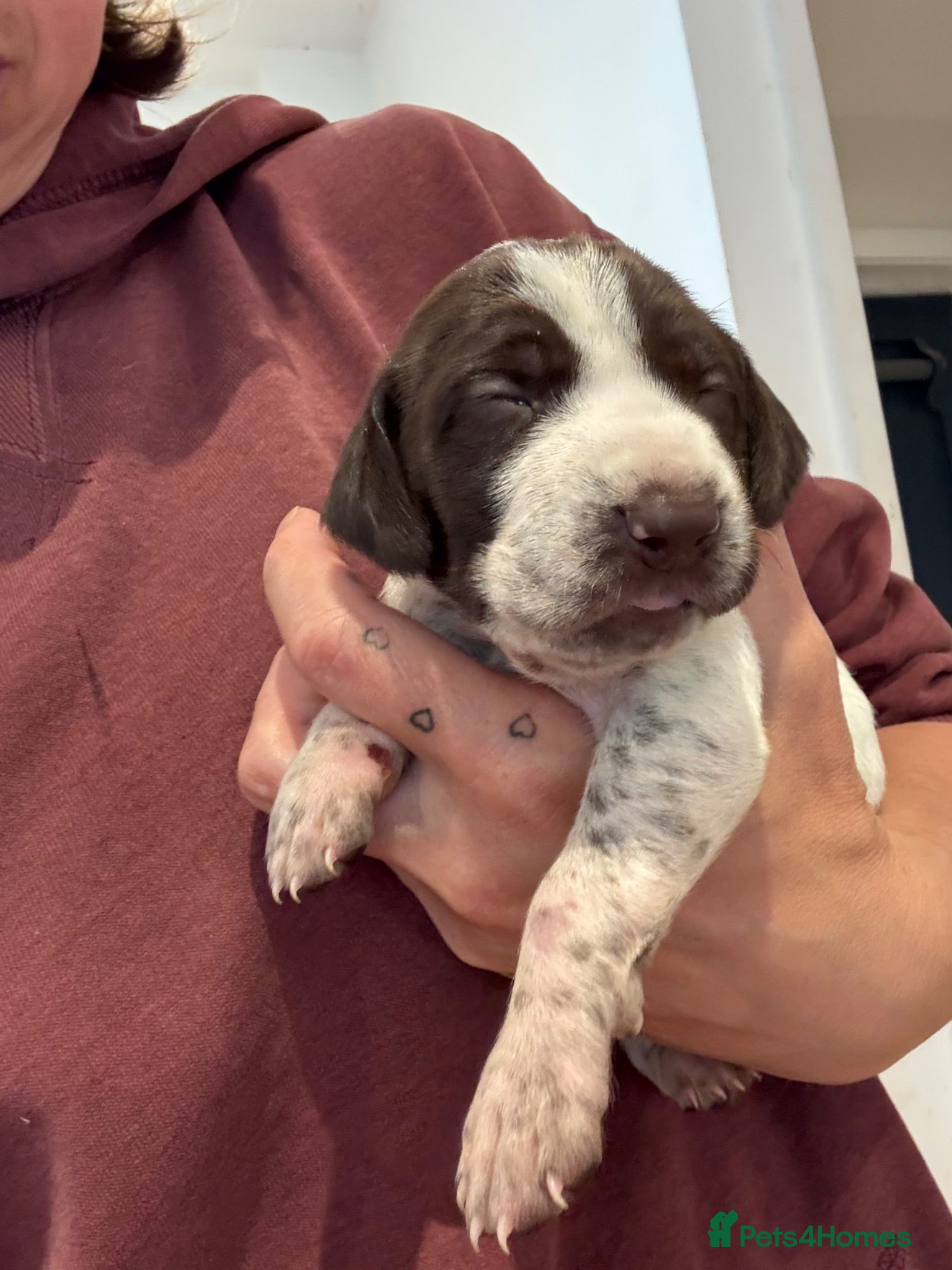German Shorthaired Pointer dogs kc reg Gsp puppies  - Advert 2