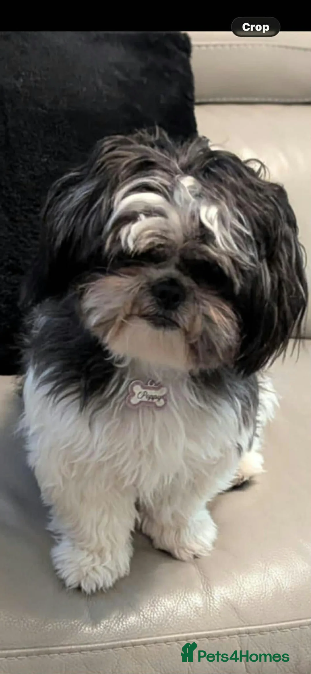 Shih Tzu dogs for sale: Boy and girl Shih Tzu for sale  - Advert 2
