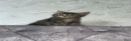 Domestic Shorthair cats for sale: Adorable tabby’s kittens - Advert 28