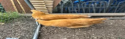 Chickens poultry for sale: Pair of buff Orpingtons - Advert 5