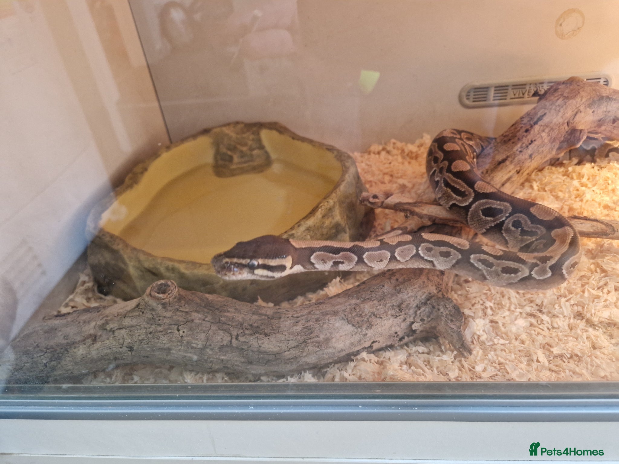 Python Snake reptiles Royal python 1yr old full setup - Advert 6