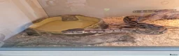 Python Snake reptiles for sale: Royal python 1yr old full setup in Rhyl - Advert 1