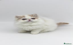 Exotic cats for sale: Outstanding quality Exotic boy & Persian girls - Image 9