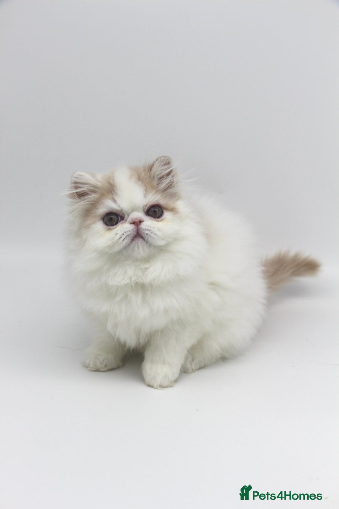 Exotic cats for sale: Outstanding quality Exotic boy & Persian girls - Image 9