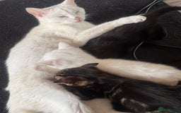 Mixed Breed cats for sale: Ragdoll/khao manne ready for their new homes - Image 7