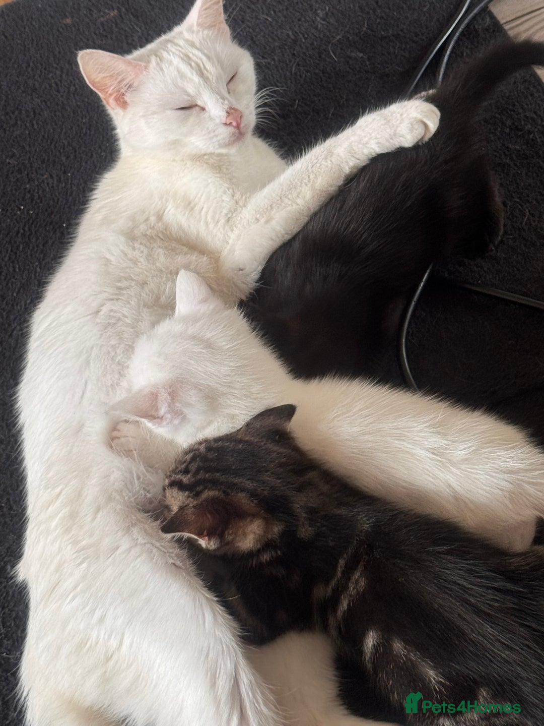 Mixed Breed cats for sale: Ragdoll/khao manne ready for their new homes - Image 7