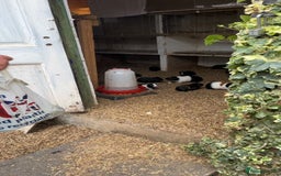 Guinea Pig rodents for sale: Beautiful Baby Guinea Pigs🐹 - Image 4