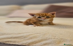 Domestic Shorthair cats for sale: 4 Adorable boys Looking for a Loving Home - Image 5