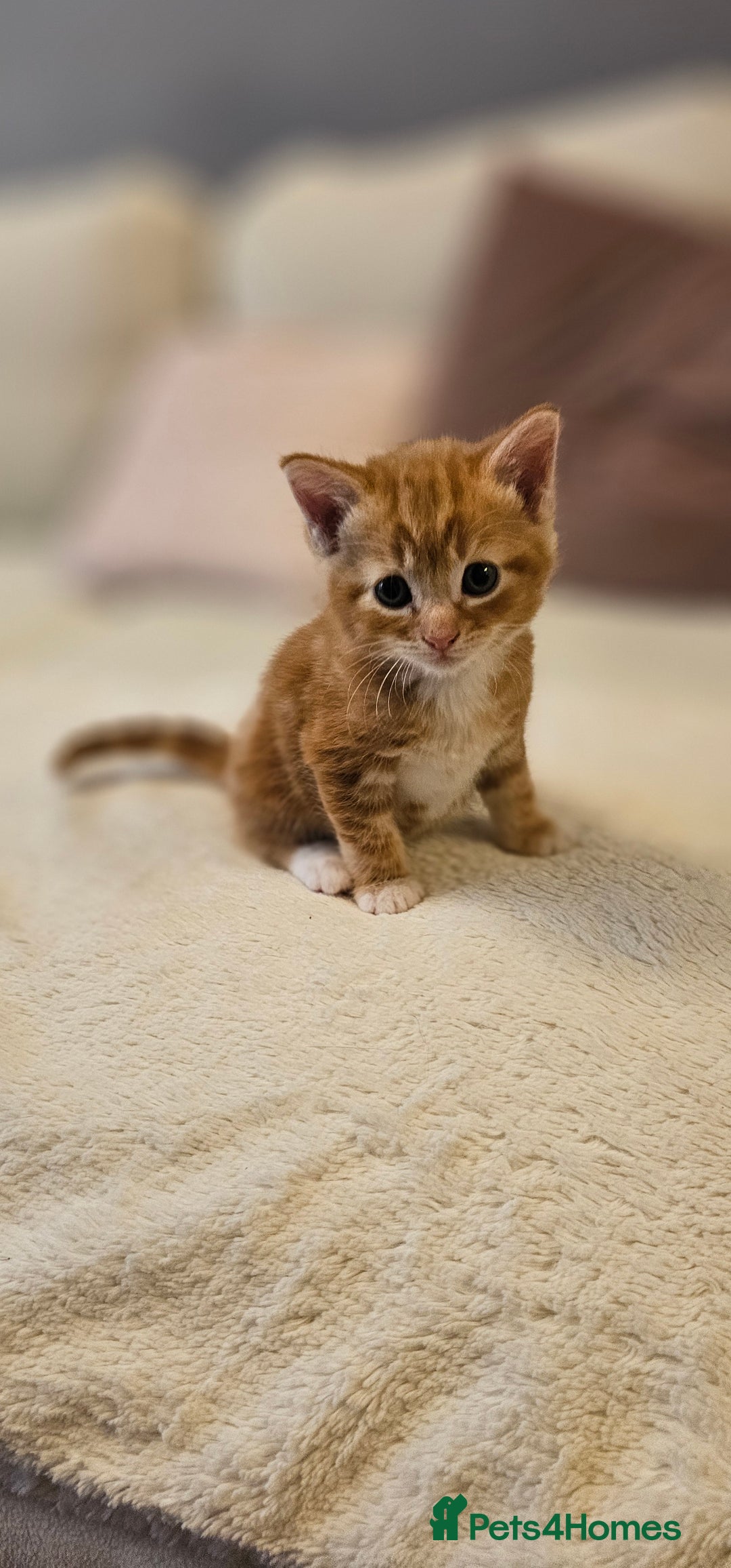 Domestic Shorthair cats for sale: 4 Adorable boys Looking for a Loving Home - Image 5