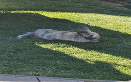 Dwarf Lop rabbits for sale: Male Dwarf lop Rabbit - Image 1