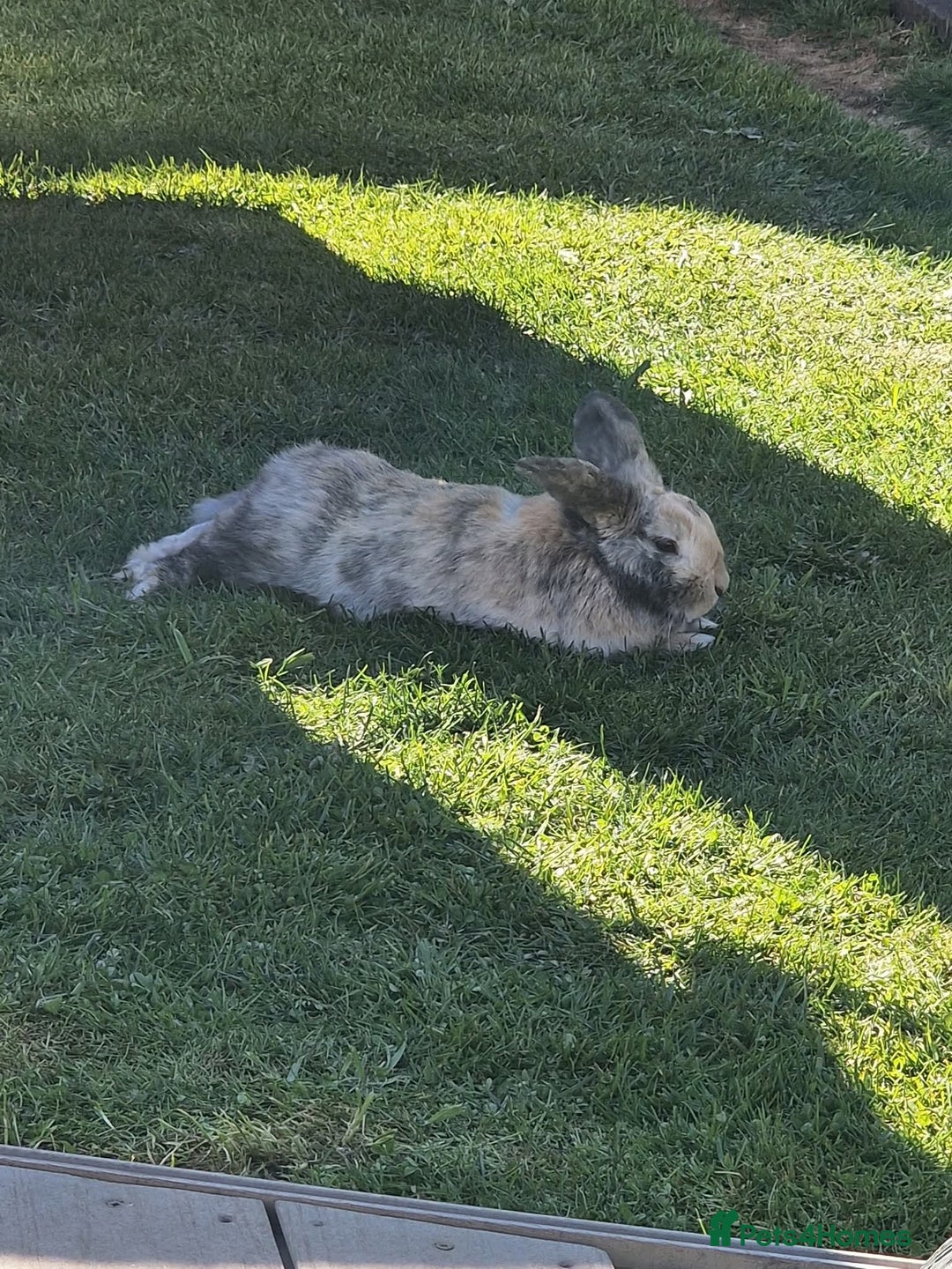 Dwarf Lop rabbits for sale: Male Dwarf lop Rabbit - Image 1