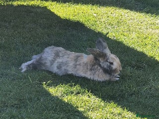 Dwarf Lop rabbits - Advert 13