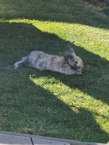 Dwarf Lop rabbits - Advert 3