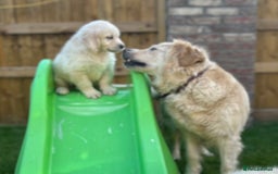Golden Retriever dogs for sale: Golden retriever puppies  - Image 8