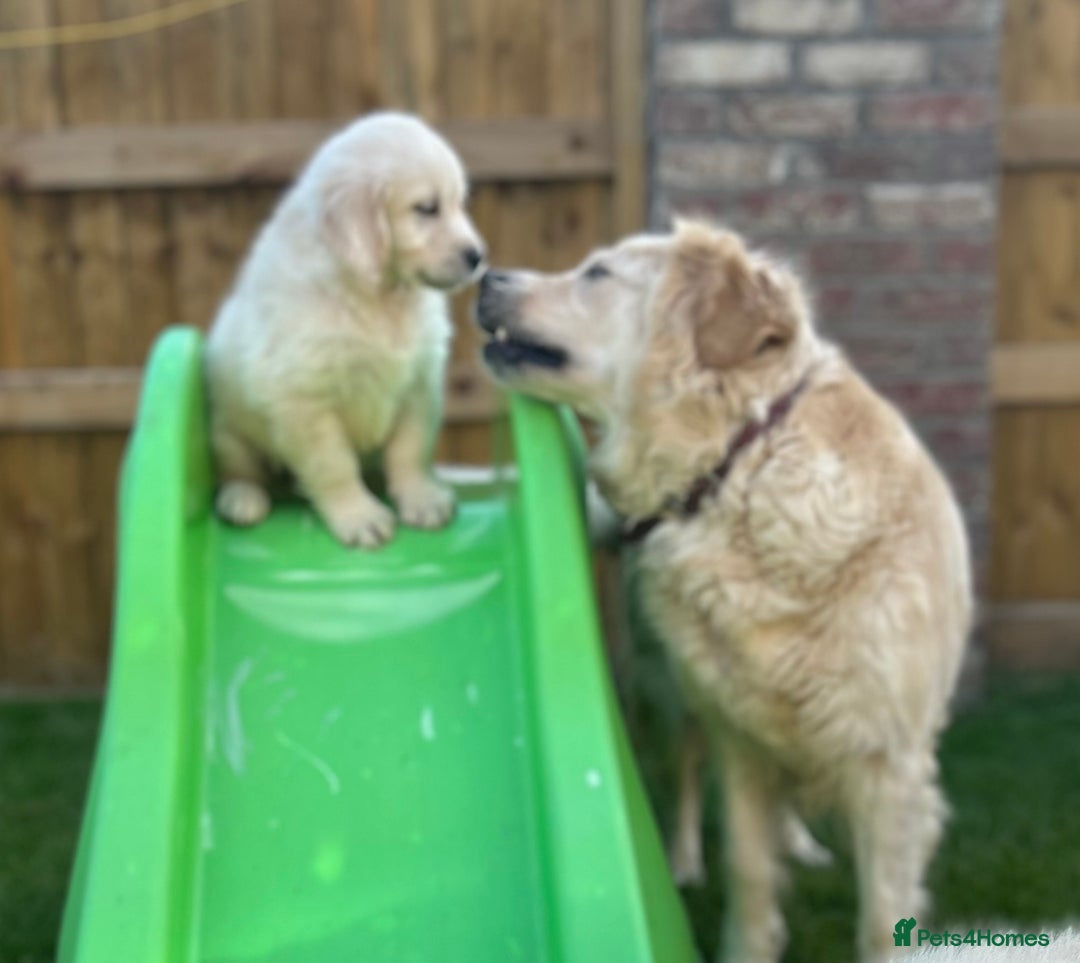 Golden Retriever dogs for sale: Golden retriever puppies  - Image 8