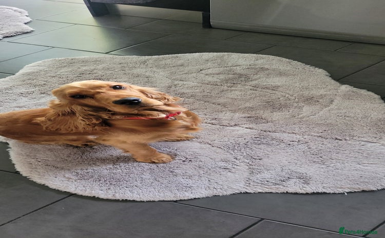 Cocker Spaniel dogs - Advert 11
